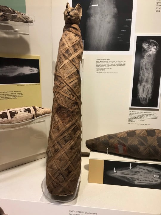 cat mummy in museum display