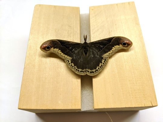 lepidoptera specimen laid out on blocks