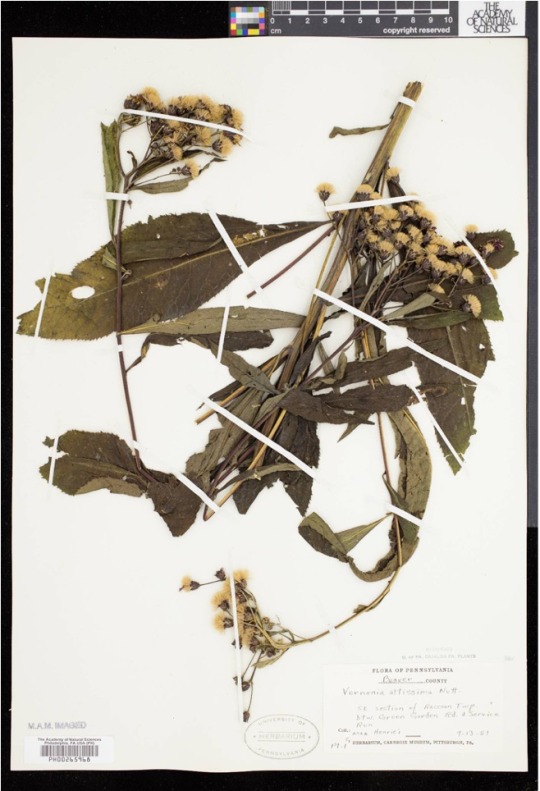 dried plant specimen with yellow flowers