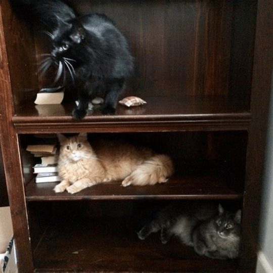 three cats on three different shelves