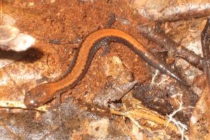 Overwintering for Amphibians and Reptiles
