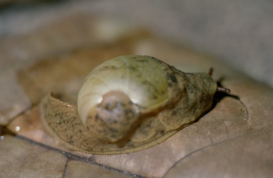 desert snail shells