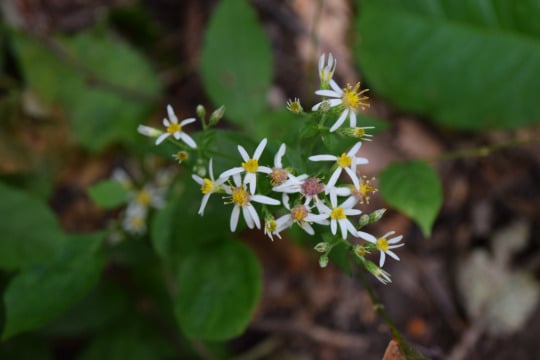photo of aster flowers with white petals