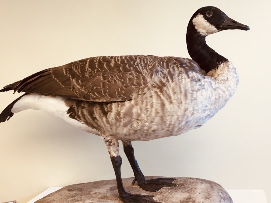 taxidermy mount of Canada Goose