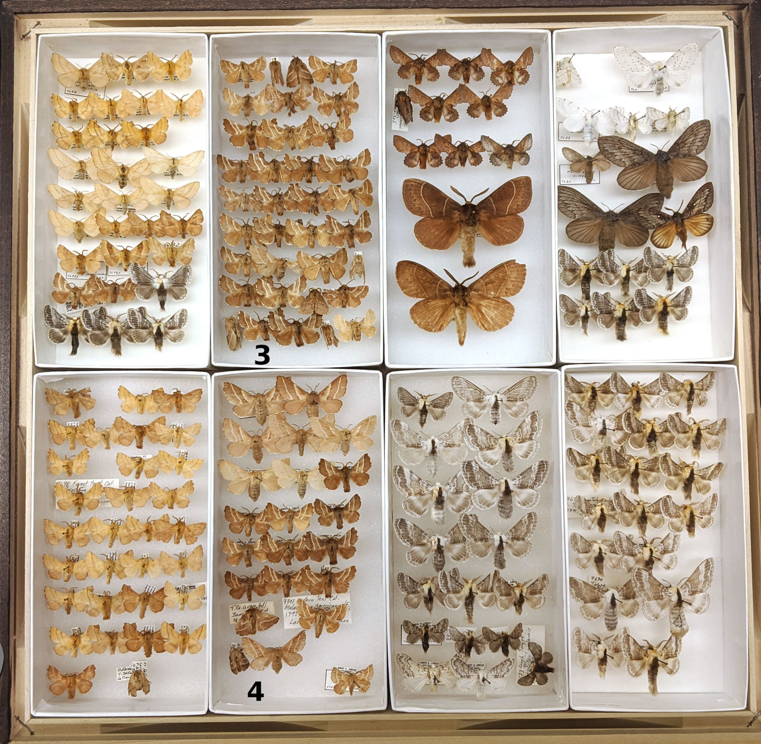 Lasiocampidae moths