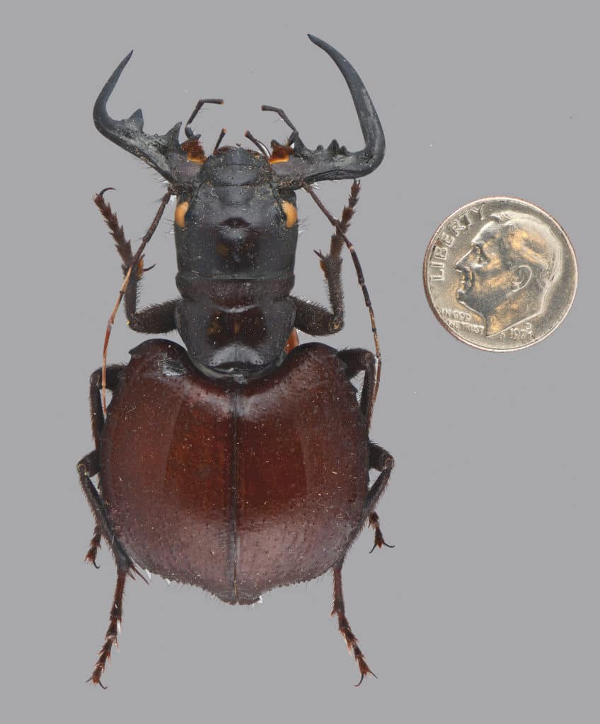 Manticora adult beetle
