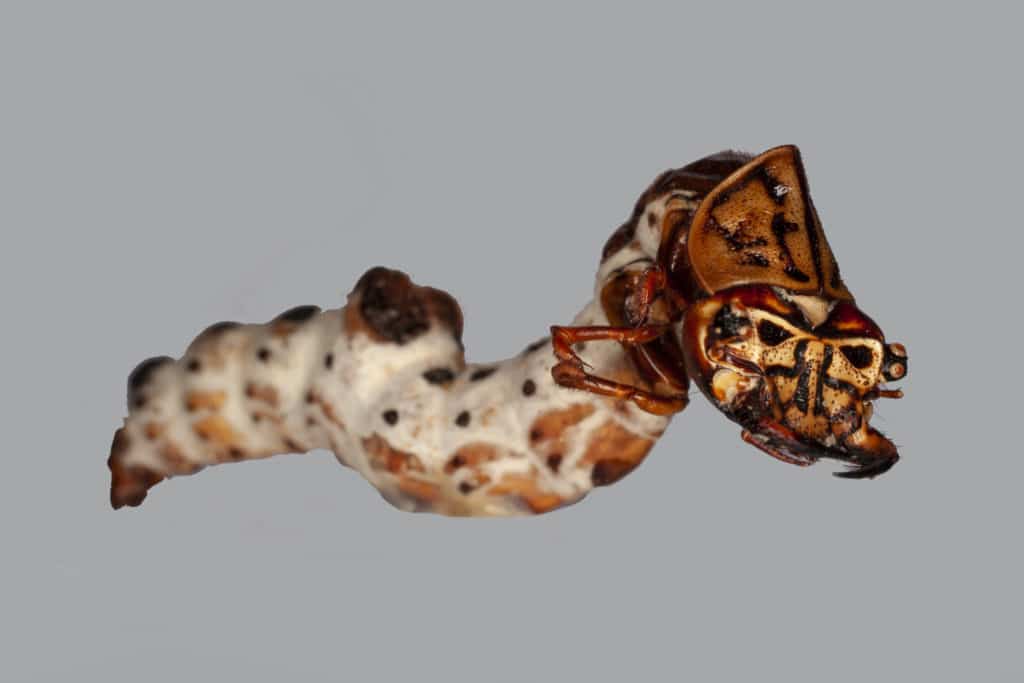 Manticora beetle larva