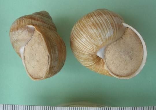 desert snail shells