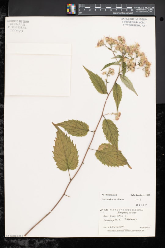 dried specimen of aster flower from Carnegie Museum of Natural History herbarium