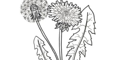dandelion outline