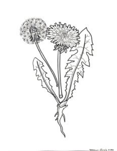 dandelion coloring page