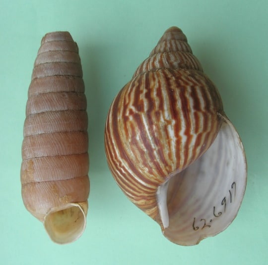 desert snail shells