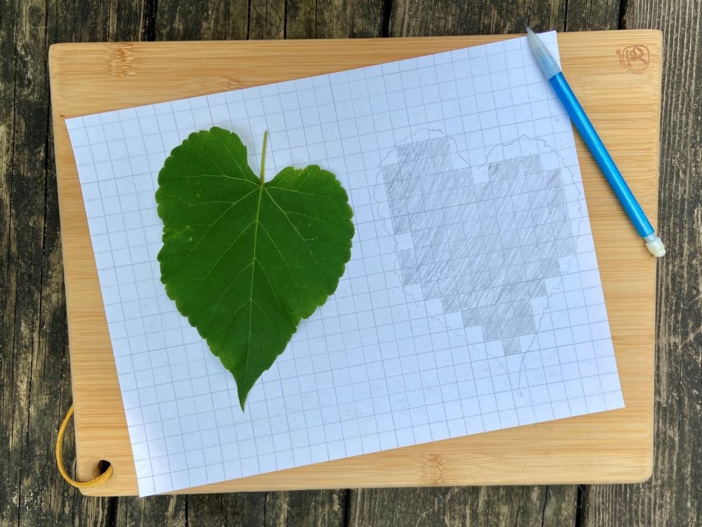 leaf with grid shaded