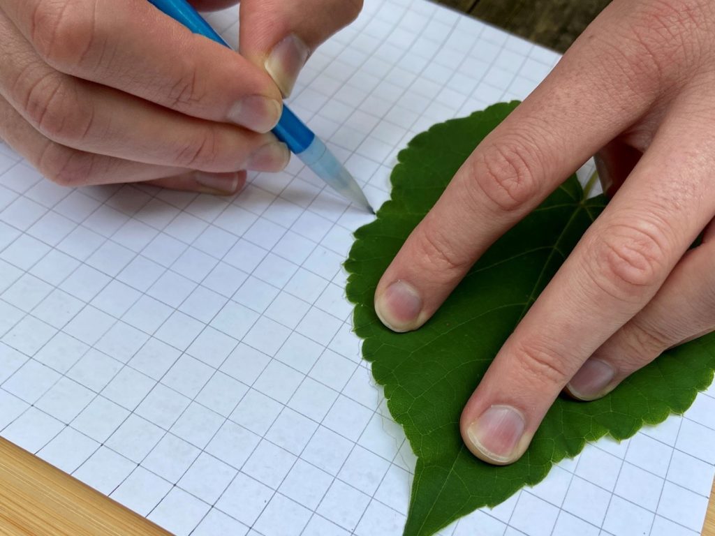 tracing leaf on grid paper