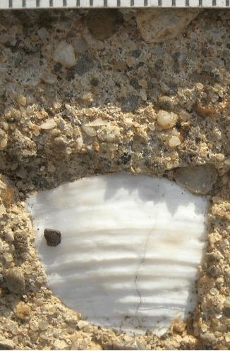 clam shell embedded in concrete