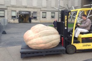 How Do You Preserve a Giant Pumpkin?