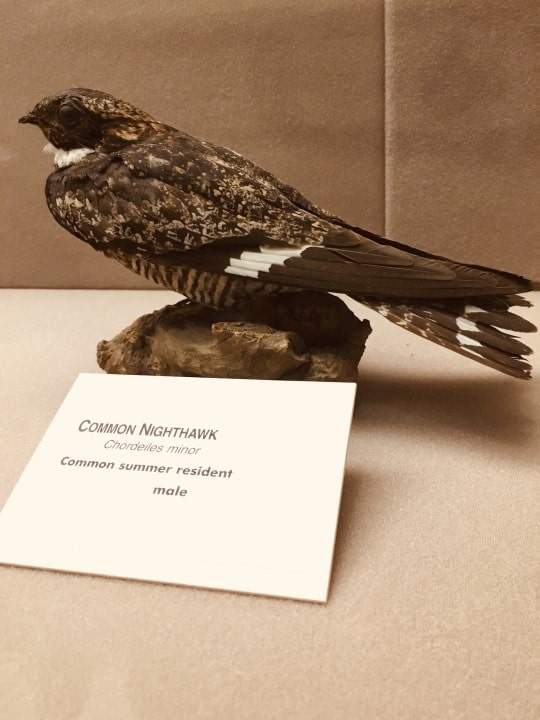 taxidermy mount of common nighthawk
