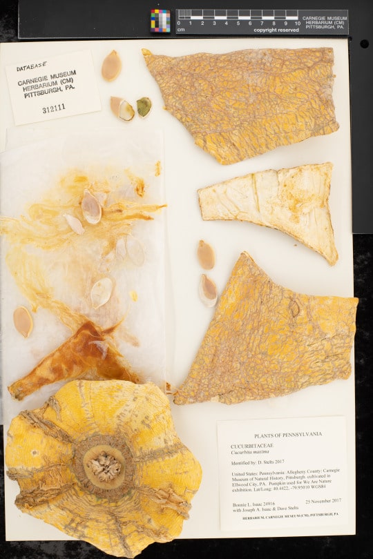 dried pieces of a pumpkin on an herbarium sheet