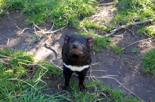 photograph of Tasmanian devil