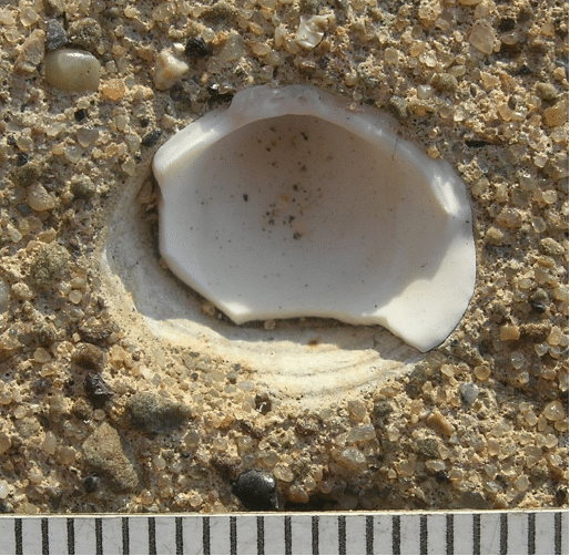 broken clam shell embedded in concrete