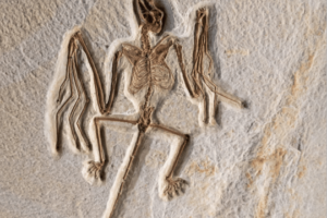 Early Bats: Ancient Origins of a Halloween Icon