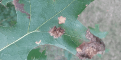 leaf gall on green leaf