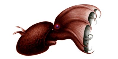 illustration of vampire squid