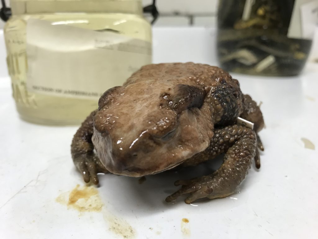 preserved toad specimen