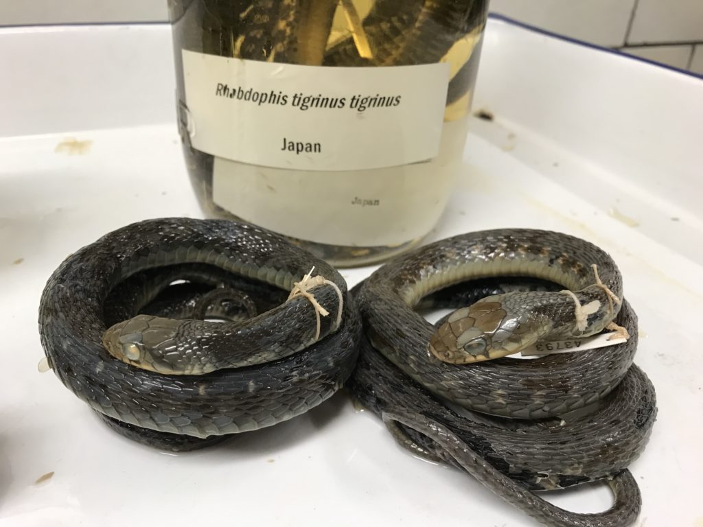 two preserved snake specimens and one specimen jar
