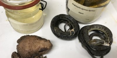 preserved frog specimen, two preserved snake specimens, and two specimen jars