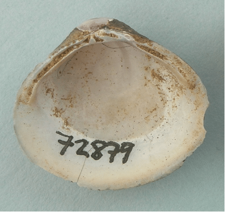 clam shell labeled with numbers 72879
