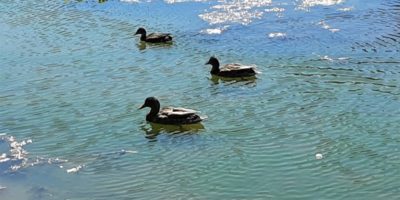 three ducks on the water