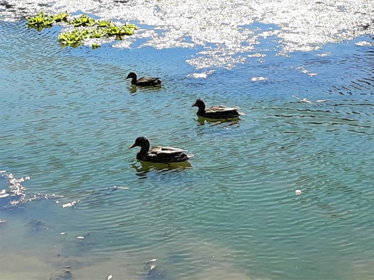 three ducks on the water
