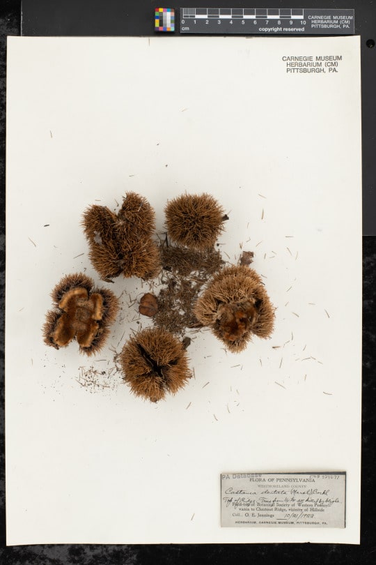 American chestnut specimen on herbarium sheet
