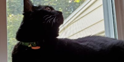 black cat looking out a window