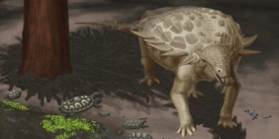 illustration of Gargoyleosaurus