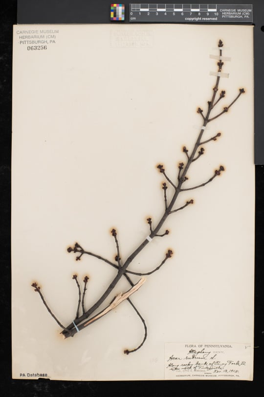 specimen of red maple on herbarium sheet