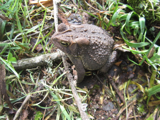 toad in muddy grass