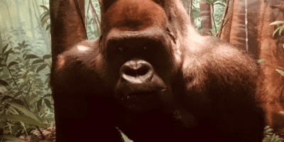 gorilla taxidermy mount