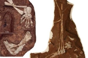 The Bromacker Fossil Project Part XI: Dimetrodon teutonis, an apex predator