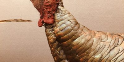 close up of turkey taxidermy mount