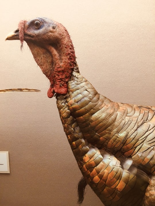 close up of turkey taxidermy mount