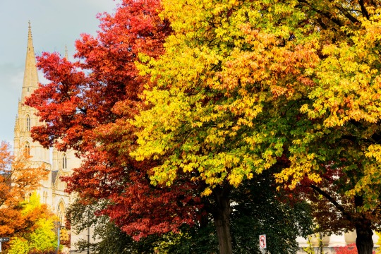 trees with red, yellow, and orange leaves with a church in the background