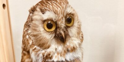 northern saw-whet owl taxidermy mount