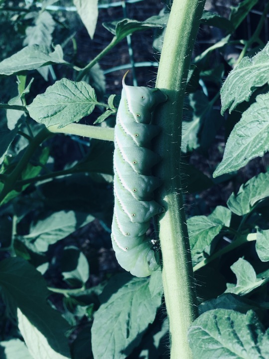 tobacco hornworm on a stalk