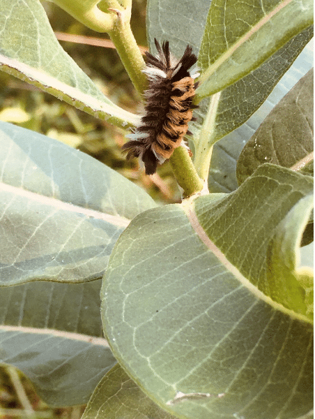 milkweed tussock moth caterpillar on milkweed
