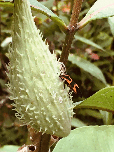 large milkweed bug on milkweed plant