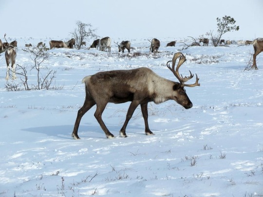 caribou in snow