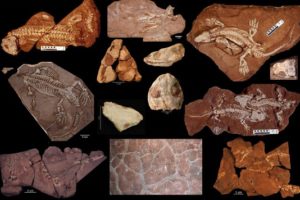 The Bromacker Fossil Project Part XIII: What We Learned