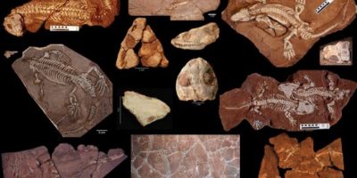collage of fossils